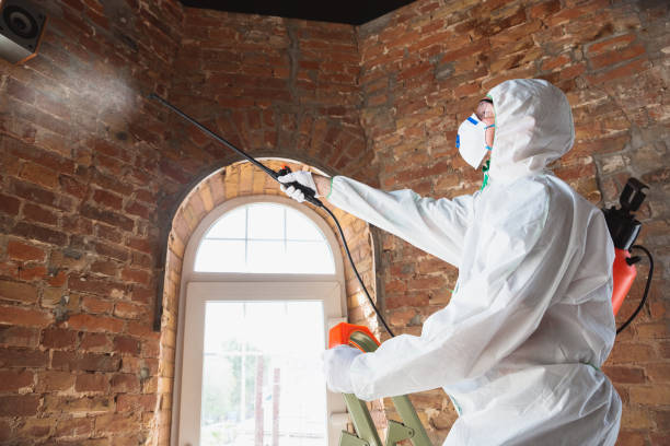 Best Black Mold Removal  in Mcgaheysville, VA